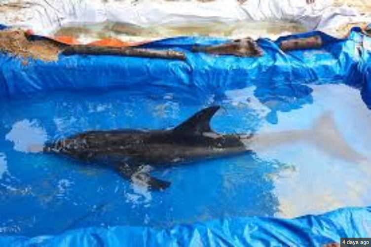 Dolphin dies in El Nido after swallowing plastic bag