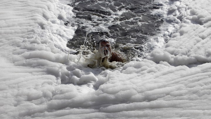 A man swims in the polluted waters of river Yamuna on a hot day in New Delhi