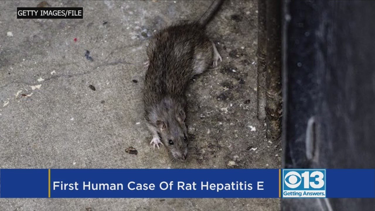 Rats are infecting humans with hepatitis
